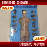 脊柱胸腹反射区诊治挂图 全套3张图 实库存 非二手