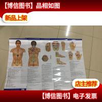 承门王氏全息反射区及经筋按摩挂图(腹部背部头部足部手部)全套