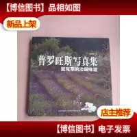 普罗旺斯写真集:鼠尾草的法国味道
