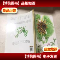 蒲公英自然绘本系列:毛毛虫的秘密