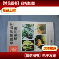 番茄辣椒茄子病害图谱