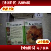 Pomeranians 博美犬