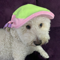 盛世尼曼2020夏季新款超可爱少女软妹日系粉绿色贝雷帽古着童趣帽子