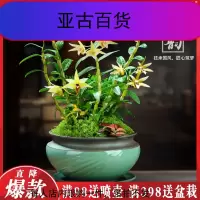 霍山铁皮石斛花卉盆栽苗植物米斛兰带花鲜条盆景种植好养绿植