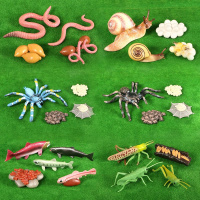 2个 仿真昆虫动物生命成长周期实心搪胶玩偶早教启蒙认知模型玩具套装