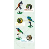 积木鸟广东教育出版社科学项目组著9787554821961广东教育出版社