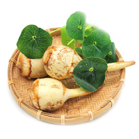 新鲜白茨菇 2.5kg 生鲜蔬菜慈姑芽菇茨菰马蹄 1份