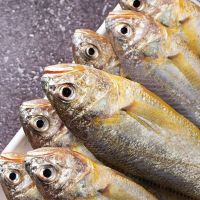 海捕新鲜小黄鱼冷冻黄花鱼2500g海鲜鲜活水产 五斤装【一斤9-12条】黄花鱼