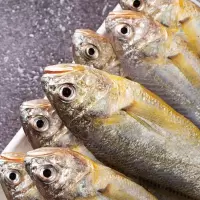 海捕新鲜小黄鱼冷冻黄花鱼2500g海鲜鲜活水产 五斤装【一斤9-12条】黄花鱼