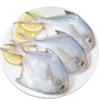 银鲳鱼鲜活冷冻白鲳鱼海昌鱼批发金鲳鱼平鱼新鲜海鲜水产 精品银鲳鱼5斤(1斤5-7条)