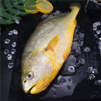 5斤黄花鱼冷冻黄花鱼大黄鱼小黄鱼新鲜海鲜活鲜一斤批发 大黄花(买2条送1条)发3条