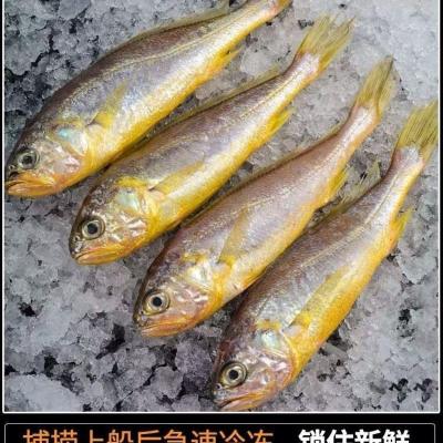 青岛5斤黄花鱼冷冻黄花鱼大黄鱼小黄鱼新鲜海鲜活鲜一斤批发 五斤小黄花（一斤12-15条）