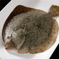 [买4送1] 新鲜多宝鱼 海鲜海鱼比目鱼半斤(多规格可选 半斤250克/条*1