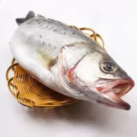 鲜活鲈鱼 深海鱼 新鲜水产海鲜七星海鲈鱼 [半斤装]