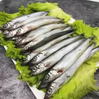 多春鱼满籽海鲜鱼籽鲜活冷冻特大多春鱼新鲜多籽鱼海鲜 四斤装