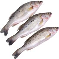 新鲜鲈鱼 深海鱼 新鲜冷冻水产海鲜七星海鲈鱼 [3斤]家庭装