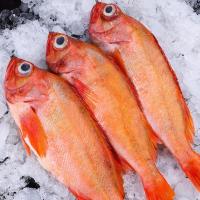 新鲜红石斑鱼冷冻整条大龙胆鱼富贵鱼活体深海鱼鲜活海鲜水产 5斤装