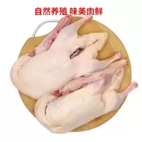 新鲜农家散养大白鹅鹅肉整只土鹅活体鹅肝现杀冷冻鹅掌老笨鹅  散养大鹅保留鹅肝鹅胗净膛后6斤以上