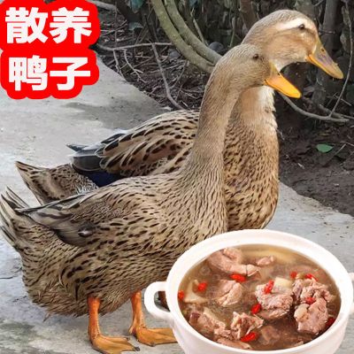 农家鸭子活体 土鸭 新鲜鸭子老鸭鸭肉麻鸭边腿鸭爪鸭胗鸭头鸭脖子 两年老鸭[1只装]