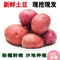 新鲜黄皮大土豆 蔬菜洋芋马铃薯红皮黄心土豆5斤 红皮黄心土豆 5斤中号送削皮刀