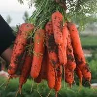 沙地胡萝卜新鲜蔬菜红萝卜 农家现挖现发蔬菜类水果萝卜 5斤中果[划算]