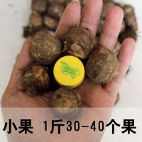 芋头新鲜毛芋头小芋头农家蔬菜毛芋艿滑糯香新鲜芋头 5斤小果(幼儿园)