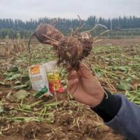 新芋头新鲜农家小毛芋头 香芋艿芋头新鲜蔬菜粉糯 中大果5斤装