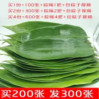 粽子叶[100张/份] 新鲜粽叶粽叶粽叶子送粽绳大粽叶 鲜粽叶
