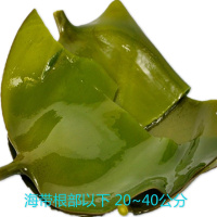 海带盐渍海带头毛重5斤装 火锅凉拌专用 海带头