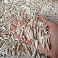 牙签瓜子新疆特产牙签马牙葵花籽葵生瓜子白皮新货皮薄仁酥 新货(原味一斤加五香一斤)