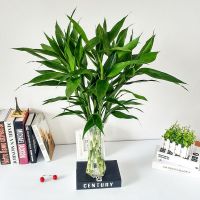 富贵竹水培植物竹室内盆栽花卉客厅弯竹绿植观音竹盆景 富贵竹60厘米10棵+30厘米高花瓶