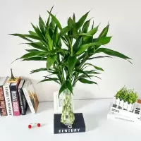富贵竹水培植物竹室内盆栽花卉客厅弯竹绿植观音竹盆景 富贵竹60厘米10棵+30厘米高花瓶