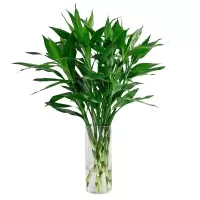 富贵竹水培植物竹室内盆栽花卉客厅弯竹绿植观音竹盆景 富贵竹50-60厘米5棵[小竹]