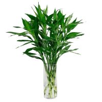 富贵竹水培植物竹室内盆栽花卉客厅弯竹绿植观音竹盆景 富贵竹60厘米20棵[特价]