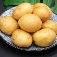 现挖新鲜土豆批发10/5斤装洋芋马铃薯黄心精品土豆新鲜蔬菜 10斤精选中土豆(含箱)