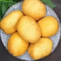现挖新鲜云南土豆批发 洋芋马铃薯黄心精品土豆新鲜蔬菜 5斤大土豆(顺丰)