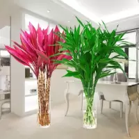 富贵竹水培植物大叶竹净化空气室内观音竹盆栽绿植办公室水养 富贵竹5株+紫朱蕉5株