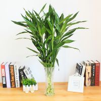 富贵竹水培植物观音竹盆栽花卉水养盆景客厅卧室净化空气绿植 富贵竹60厘米10棵+30带花纹花瓶