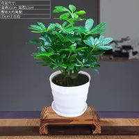 绿植盆栽室内鸭脚木盆栽发财树盆栽树阳台客厅八方来财盆景 八方来财[一盆+白色螺纹盆]+肥