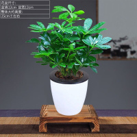 绿植盆栽室内鸭脚木盆栽发财树盆栽树阳台客厅八方来财盆景 八方来财【一盆+白色吸水盆】+肥