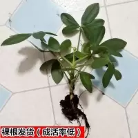 绿植盆栽室内鸭脚木盆栽发财树盆栽树阳台客厅八方来财盆景 八方来财【幼苗1颗-成活率低】