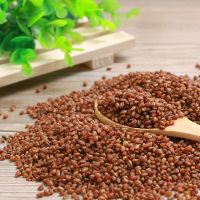 苦荞茶黑珍珠黑苦荞茶[1罐装]黑苦荞500克/罐