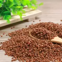 苦荞茶黑珍珠黑苦荞茶[1罐装]黑苦荞500克/罐