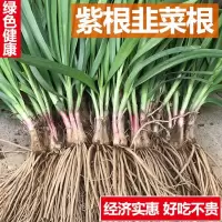 宽叶韭菜苗韭菜根苗现挖紫根红根小韭菜苗阳台盆栽种菜四季蔬菜苗 50棵韭菜根【观赏或试种】无赠品