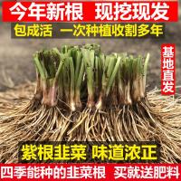 韭菜苗现挖紫红根大宽叶韭菜根四季韮菜韭菜种子籽盆栽蔬菜苗 收藏宝贝优先发货