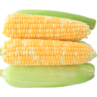 云南水果玉米甜玉米新鲜蔬菜 净重5斤