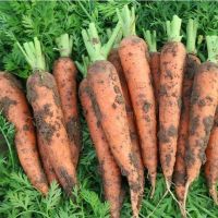 新鲜胡萝卜沙土地新鲜蔬菜水果红萝卜现挖现发农家自种水果胡萝卜 大果5斤