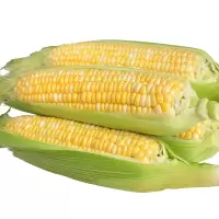 新鲜水果玉米棒 苞谷当季时令蔬菜甜脆玉米10斤带箱(净重9斤)