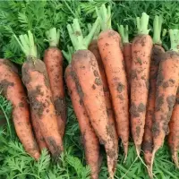 新鲜胡萝卜沙土地新鲜蔬菜水果红萝卜现挖现发农家自种水果胡萝卜 5斤中果