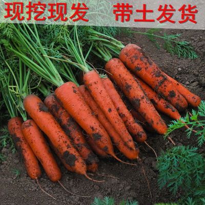 新鲜胡萝卜沙土地新鲜蔬菜水果红萝卜现挖现发农家自种水果胡萝卜 中果5斤